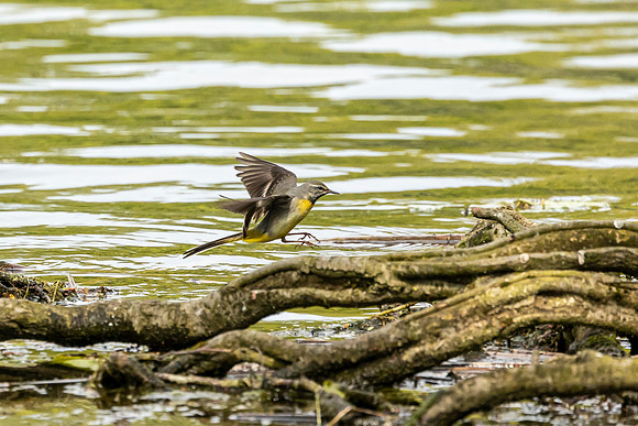 Grey Wagtail