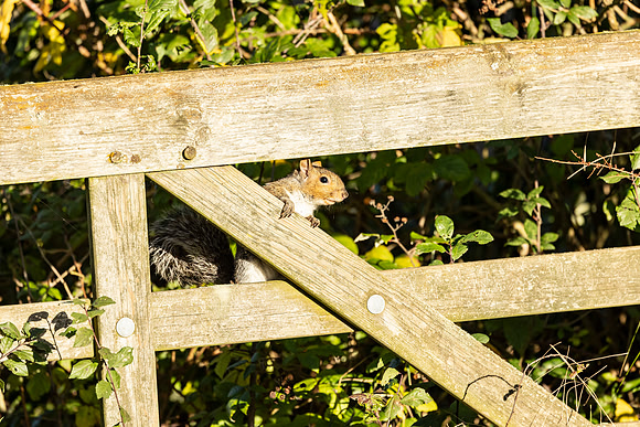 Squirrel