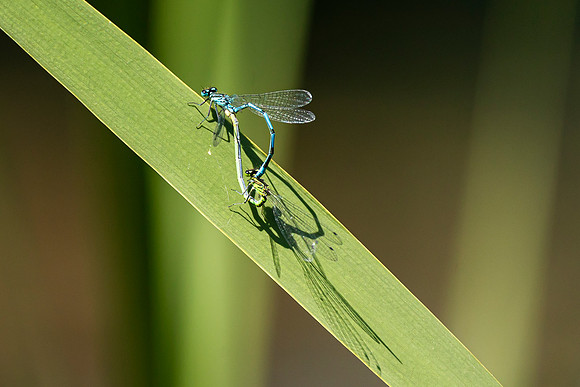 Damselflies