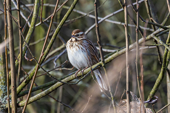 Reed Bunting - RSPB Otmoor