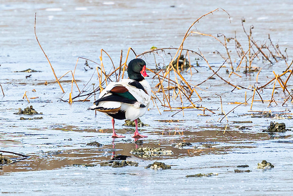 Shelduck - RSPB Rye Meads