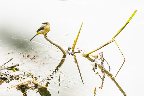 Grey Wagtail
