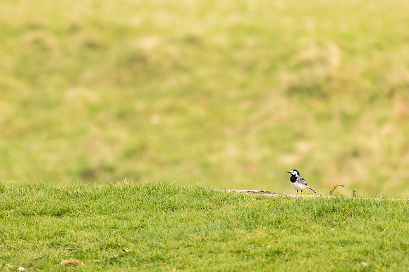 Pied Wagtail