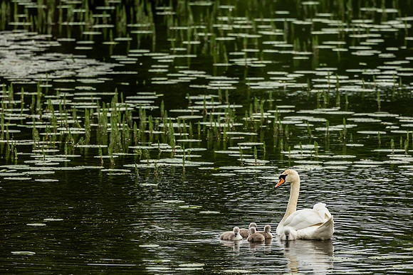 Swan and Young