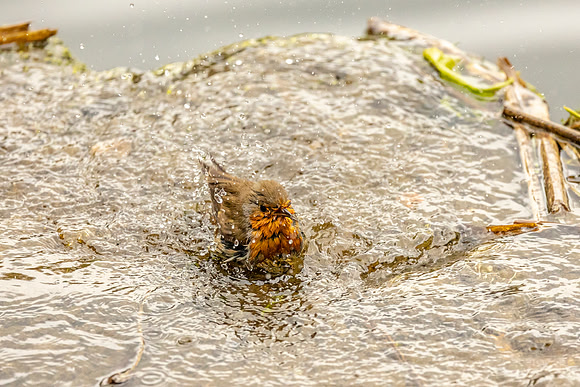 Robin Bathtime