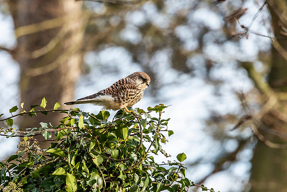 Kestrel