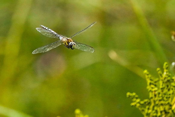 Dragonfly