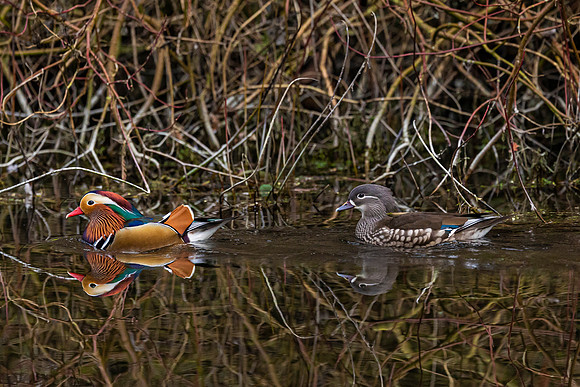 Mandarin Duck (Male & Female) - Wendover Canal