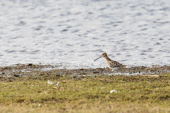 Snipe - WT Summer Leys
