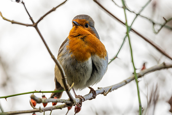 Robin