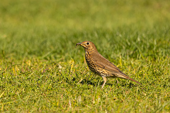 Song Thrush
