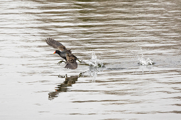 Moorhen