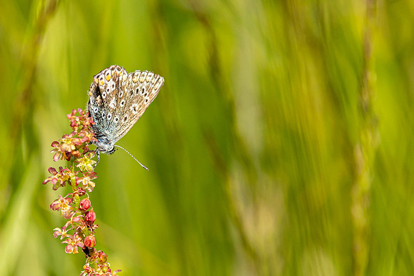 Common Blue Butterfly