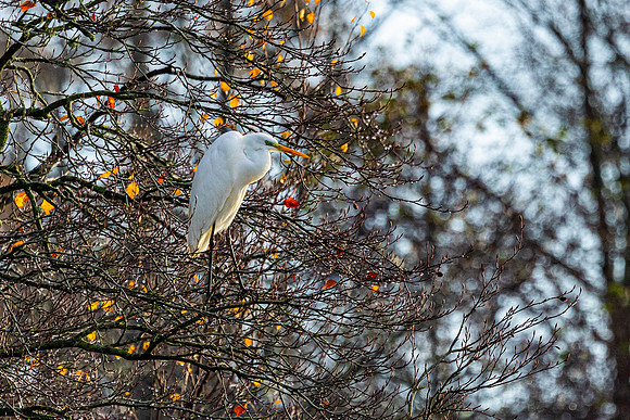 Great White Egret (Rare Visitor)