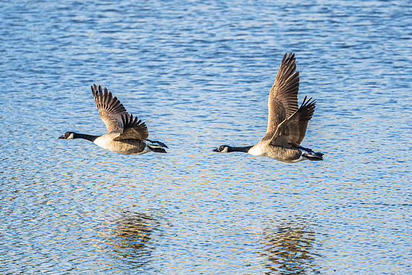Canadian Geese