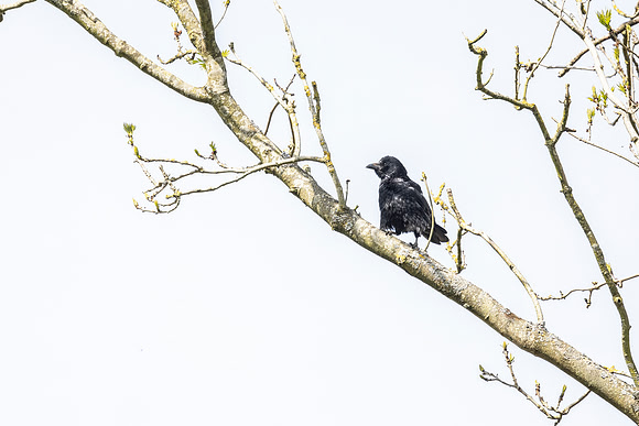 Crow