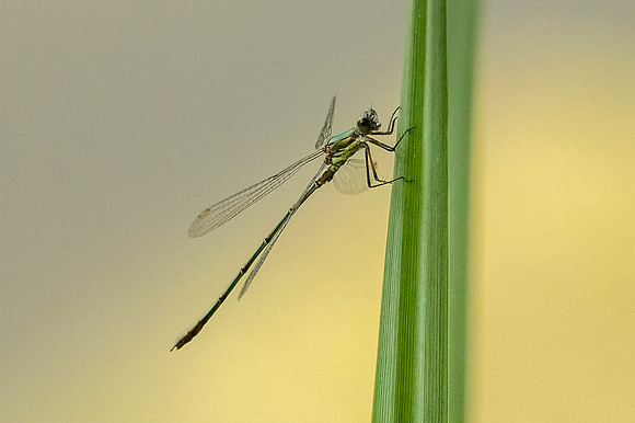 Damselfly