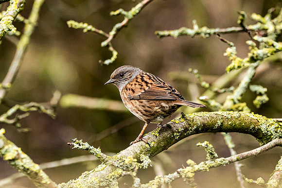Dunnock - WT Wilstone