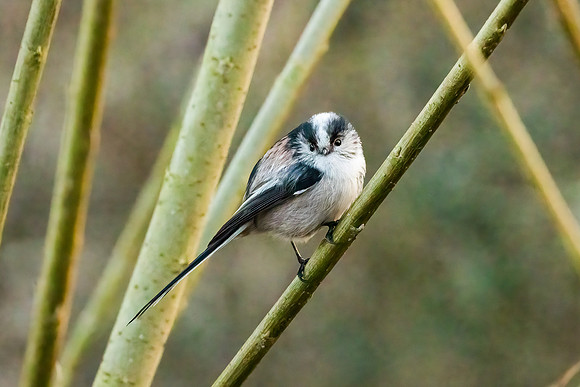 Long Tailed Tit - RSPB Foelmere