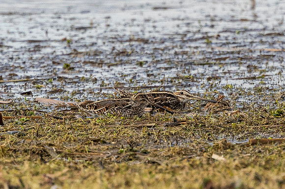 Snipe - WT Summer Leys