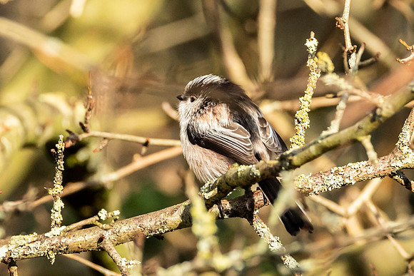 Long Tail Tit - RSPB Rye Meads