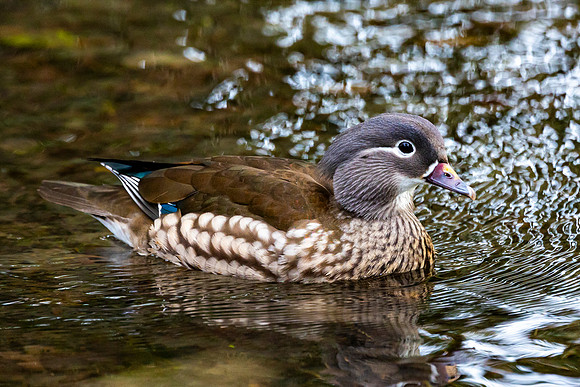 Mandarin Duck (Female) - Wendover Canal