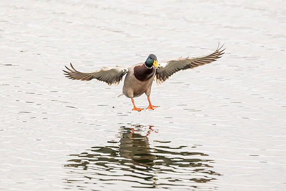 Coming in to land - Wendover