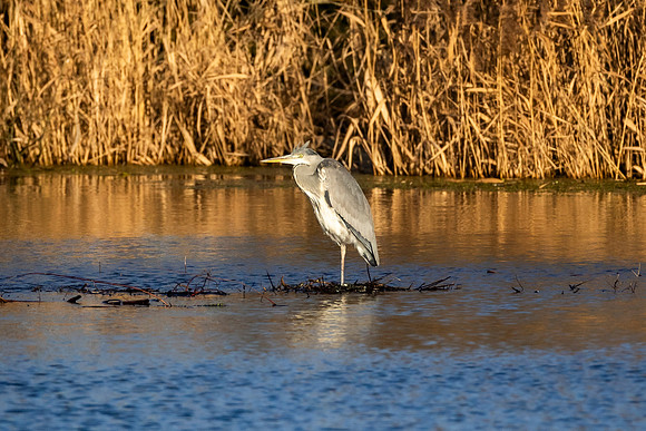 Heron - RSPB Rye Meads