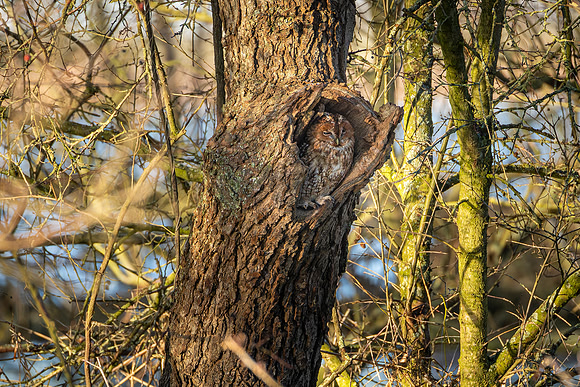 Tawny Owl - RSPB Nene Washes