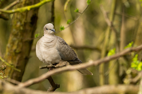 Collard Dove - Summer Leys
