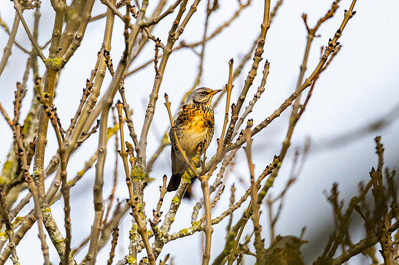 Fieldfare - WT Wilstone