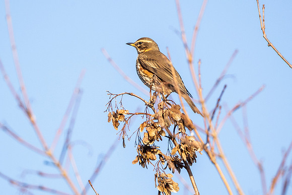 Redwing - WT Summer Leys