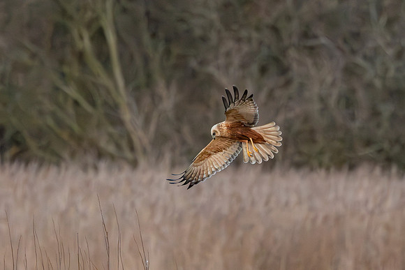 Marsh Harrier - RSPB Fowlmere