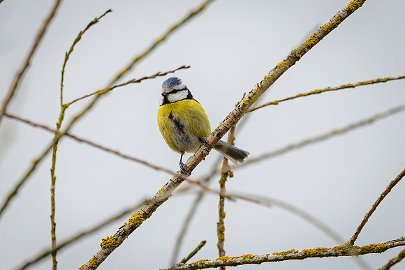 Blue Tit - Fowlmere