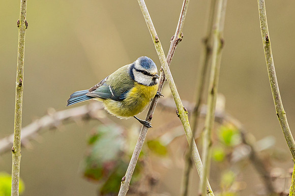 Blue Tit - Summer Leys