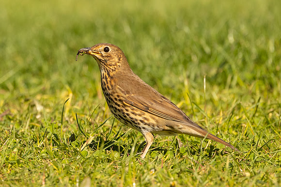 Song Thrush