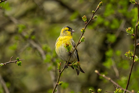 Siskin - Summer Leys