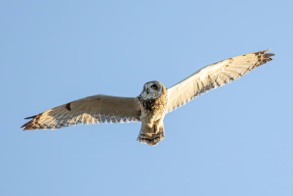 Short Eared Owl - RSPB Nene Washes