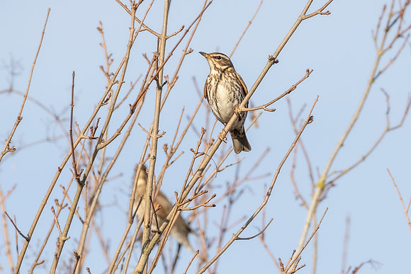 Fieldfare - WT Summer Leys