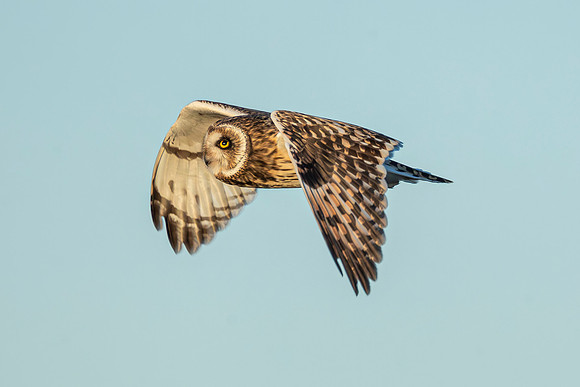 Short Eared Owl - RSPB Nene Washes