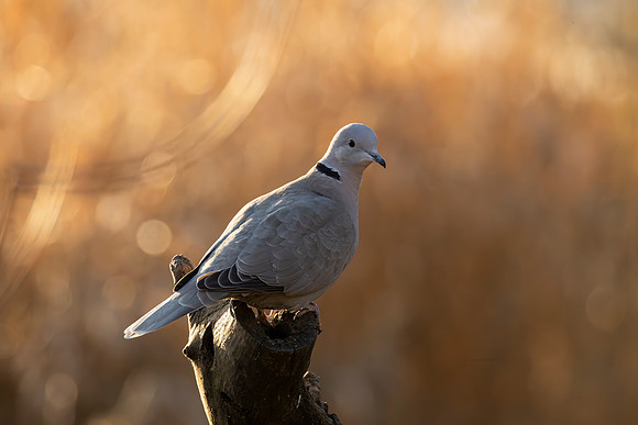 Collard Dove - WT Summer Leys