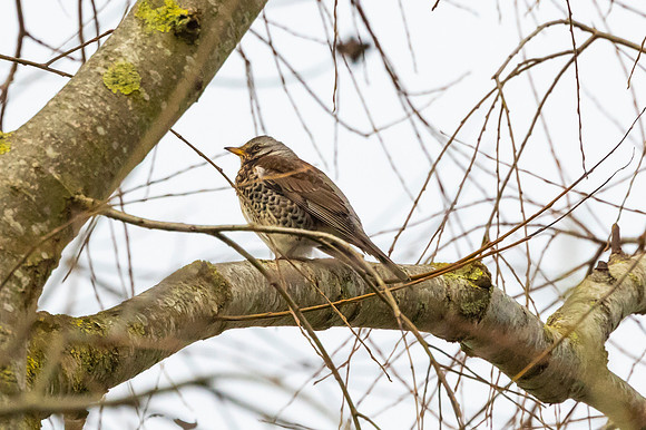 Fieldfare - RSPB Fowlmere