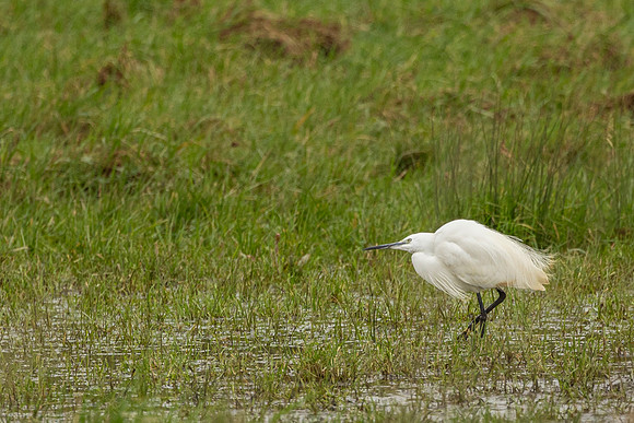Great White Egret - Summer Leys