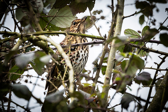 Song Thrush - Fowlmere