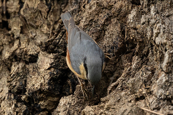 Nuthatch - St Albans