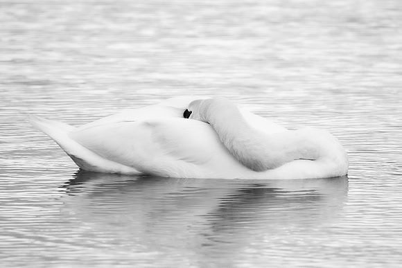 Swan - WT Summer Leys