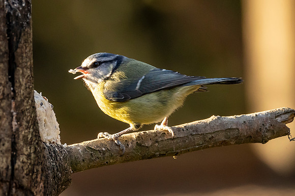 Blue Tit - WT Summer Leys