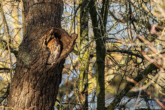 Tawny Owl - RSPB Nene Washes