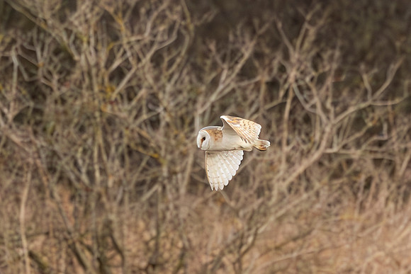 Barn Owl - RSPB Fowlmere