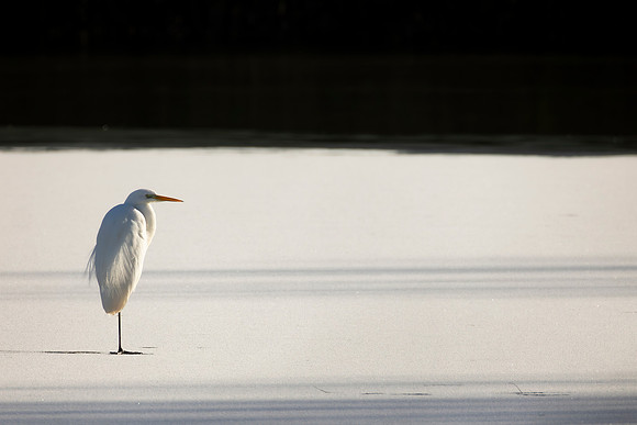 Great White Egret - WT Summer Leys